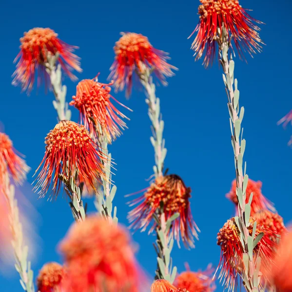 Güney Afrika - kare kırmızı çöl bitki — Stok fotoğraf