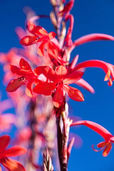 Tropische rode bloem tegen een blauwe hemel — Stockfoto