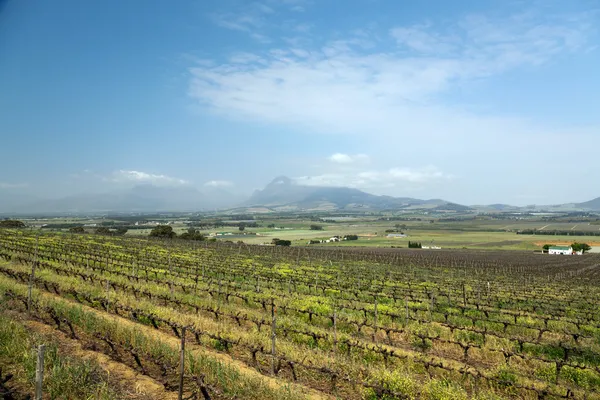 Vineyard or winery in South Africa — Stock Photo, Image