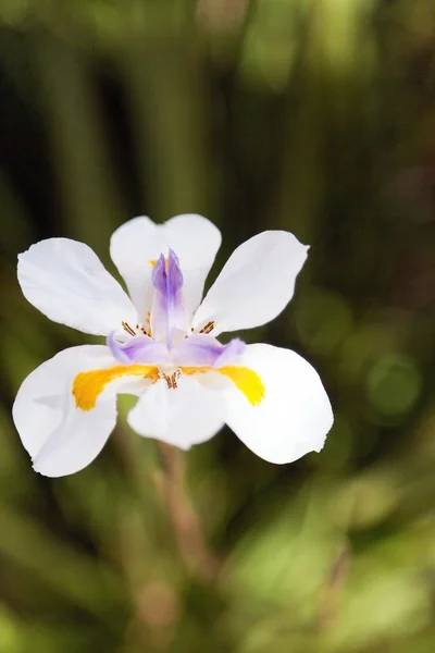 Wit, exotische orichidee - close-up — Stockfoto