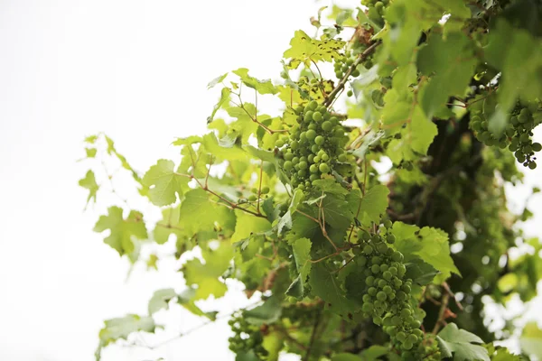 Muitas uvas de vinho penduradas em um vin — Fotografia de Stock