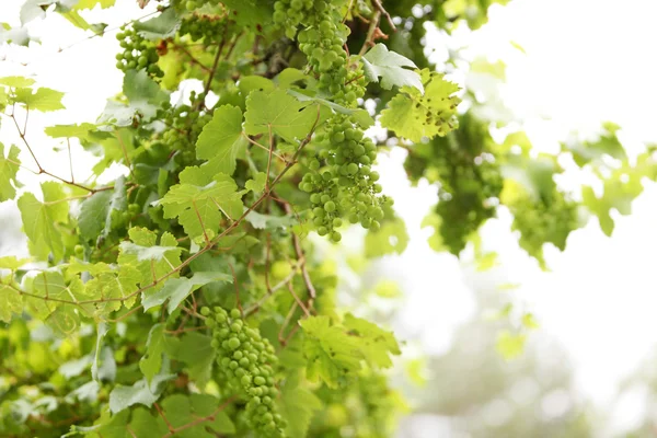 Много зеленого винограда на лозе — стоковое фото