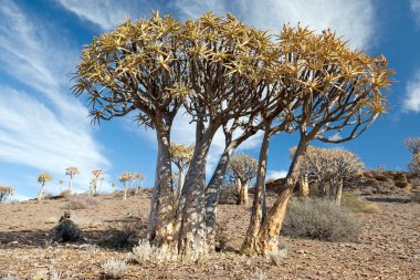 Enormous quiver trees in South African landscape clipart