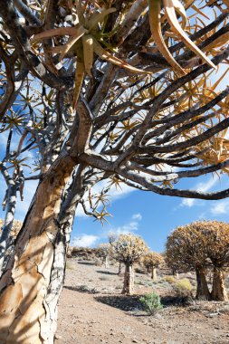 Old quiver tree in South Africa - vertical format clipart