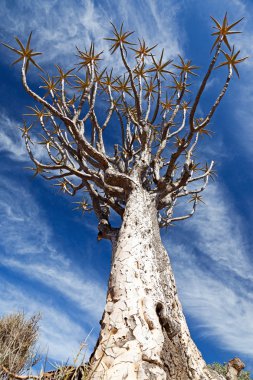 Huge, old tree against a blue sky quiver clipart