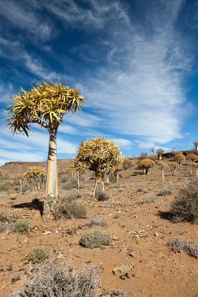 在南非的罕见箭袋树 — 图库照片