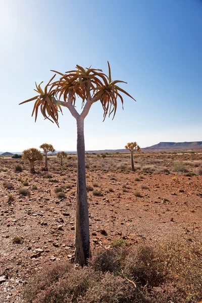 颤抖中一个孤独的风景在南非的树 — 图库照片