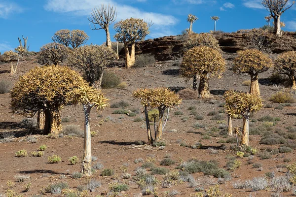 Molti alberi tremano in una campagna solitaria — Foto Stock
