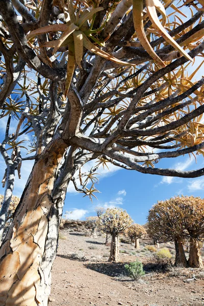 Árvore de aljava velha na África do Sul - formato vertical — Fotografia de Stock