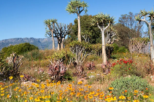 Blomstrande landskap i Sydafrika — Stockfoto