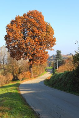 Fall in Piedmont. clipart