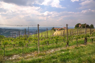 üzüm bağları ve piedmont, İtalya'nın tepeleri görüntüleme.