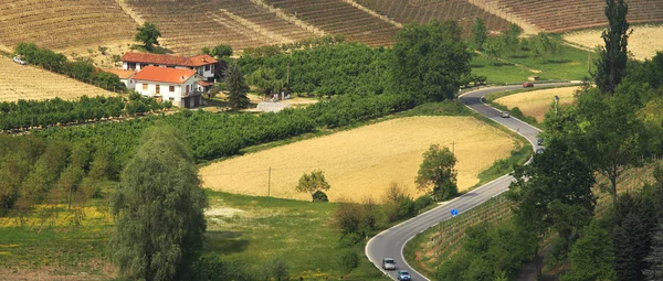 Mangueira solitária e estrada em Piemonte, Italia . — Fotografia de Stock