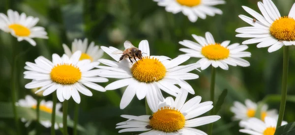 Bee on camomile. — Stock Photo, Image