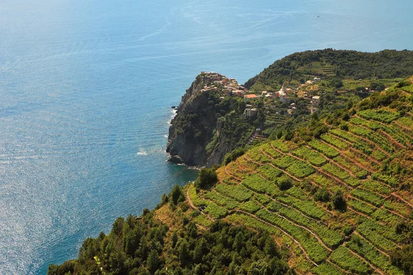 Vue aérienne sur les vignobles et la mer Méditerranée . — Photo