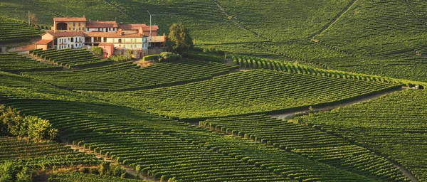Huis en wijngaarden in Italië. — Stockfoto
