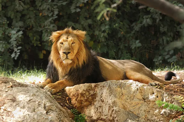 Leão em safari . — Fotografia de Stock