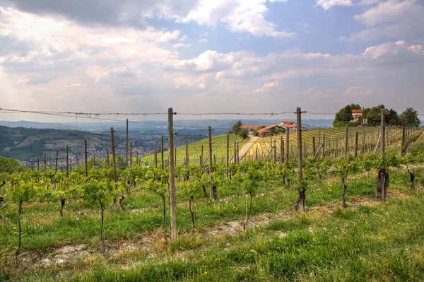 Widok na winnice i wzgórza Piemontu, Włochy. — Zdjęcie stockowe