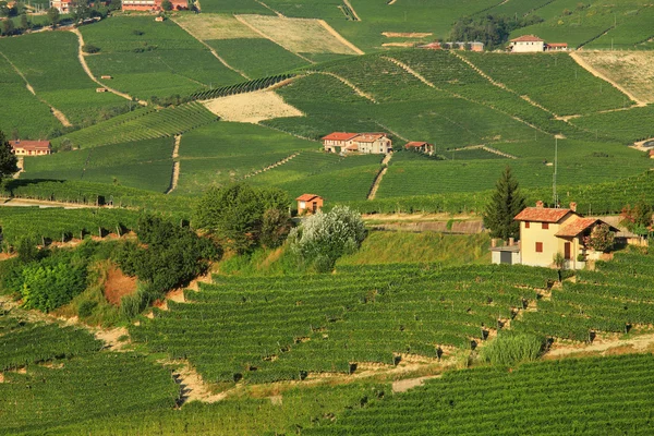 Uitzicht op wijngaarden in Noord-Italië. — Stockfoto
