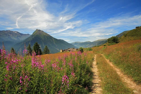 Поля и луга в Альпах . — стоковое фото