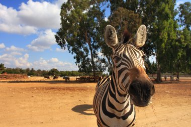 Close-up shot of zebra. clipart