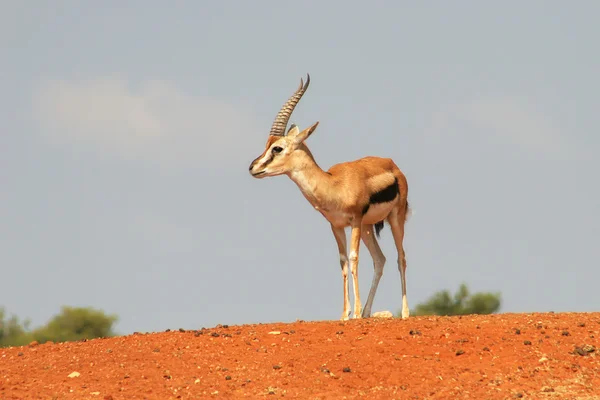 Gazelle en la colina . — Foto de Stock