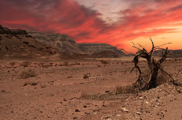 Coucher de soleil dans le désert. — Photo