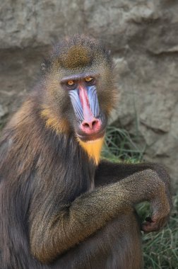 Mandrill in the Zoo. clipart