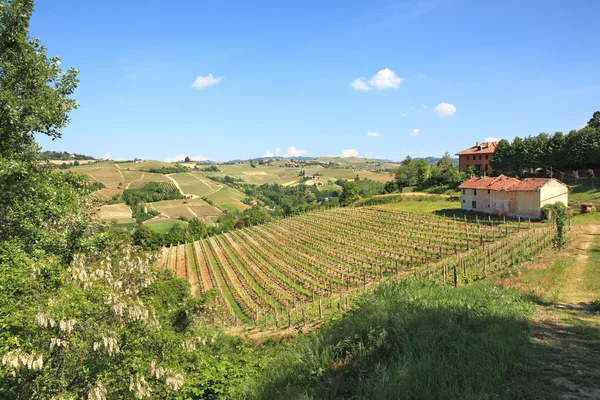 Dombjai és szőlőültetvényei között Piemont Észak-Olaszország. — Stock Fotó