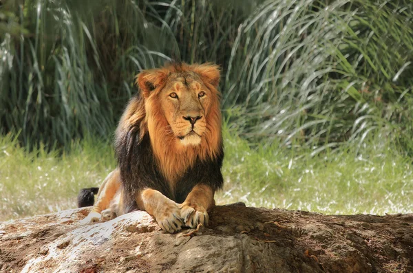 Löwe auf Safari. — Stockfoto