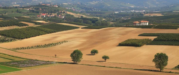 Panoramic view on vineyards and fields in Italy. — Stock Photo, Image