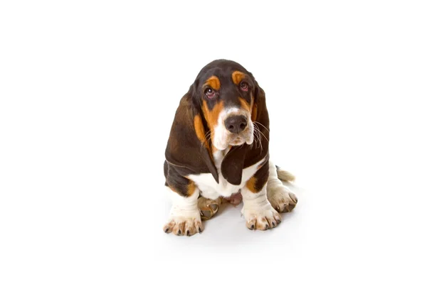 Cute basset puppy — Stock Photo, Image