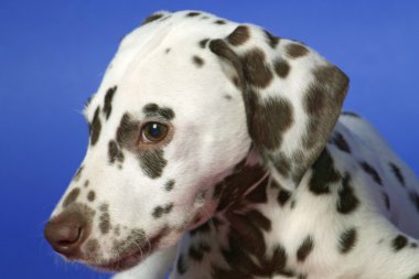 Dalmation clipart