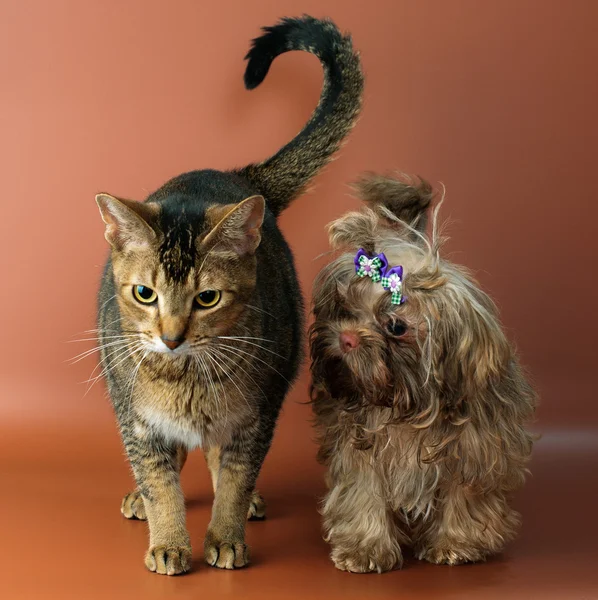 Gato e bolonka zwetna em estúdio — Fotografia de Stock