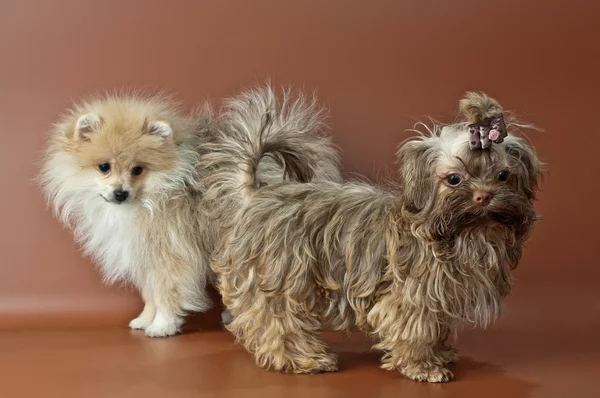 Puppies of a spitz-dog and color lap dog — Stock Photo, Image