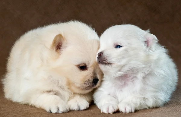 Two puppies of the spitz-dog in studio on a neutral background — Stock Photo, Image