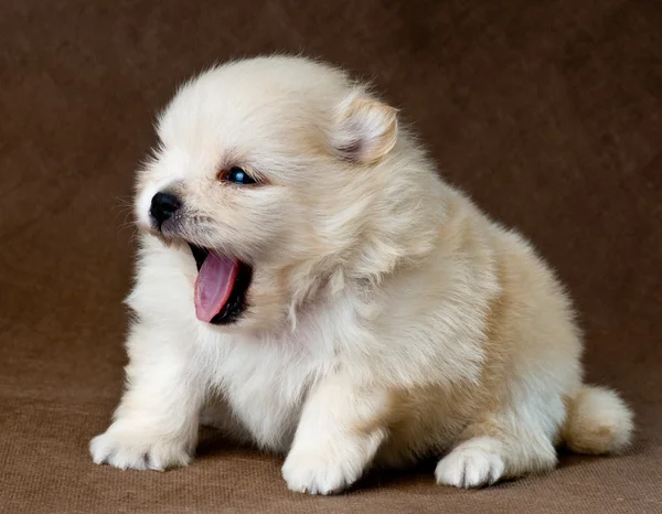 Puppiy of the spitz-dog in studio on a neutral background — Stock Photo, Image