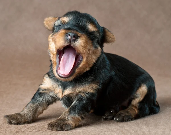 Filhote de cachorro de um terrier de yorkshire em estúdio — Fotografia de Stock