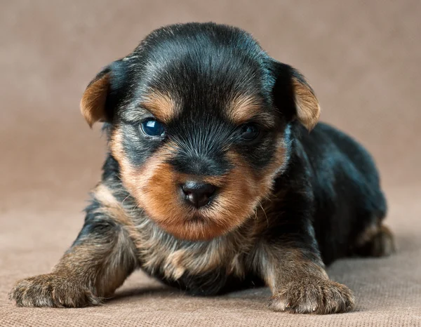 Filhote de cachorro de um terrier de yorkshire em estúdio — Fotografia de Stock