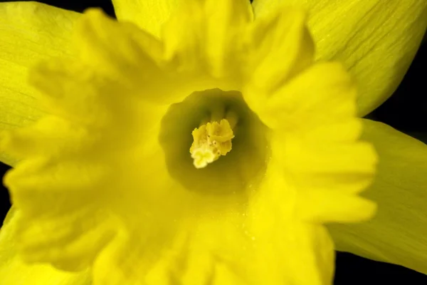 Closeup of Yellow Daffodil — Stock Photo, Image