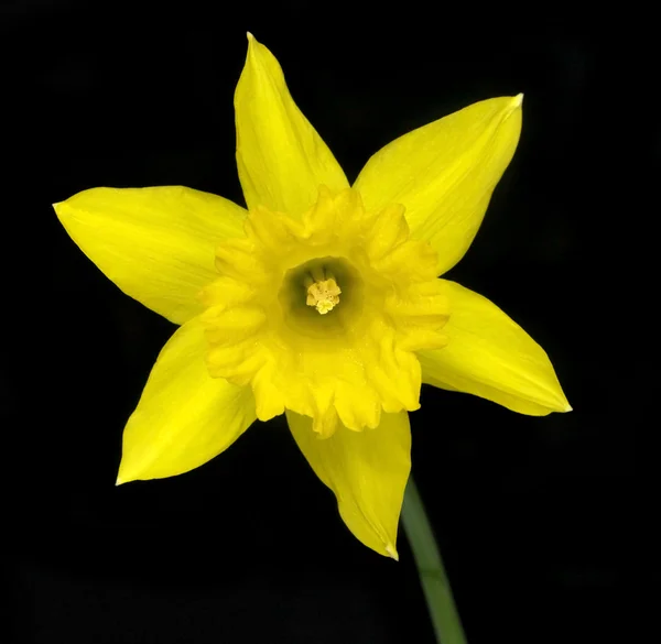 Květ žlutého narcisu izolovaných na černém — Stock fotografie
