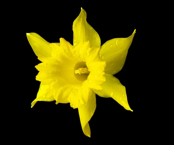 Květ žlutého narcisu vodou kapky — Stock fotografie