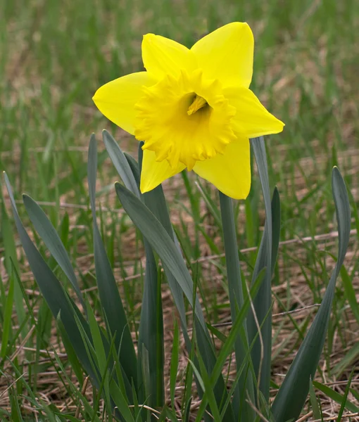 Yellow Daffodil Flower In Natural Setting — Stock Photo, Image