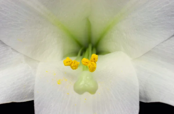 Stam en stuifmeel In an Easter Lily (lilium longiflorum) — Stockfoto