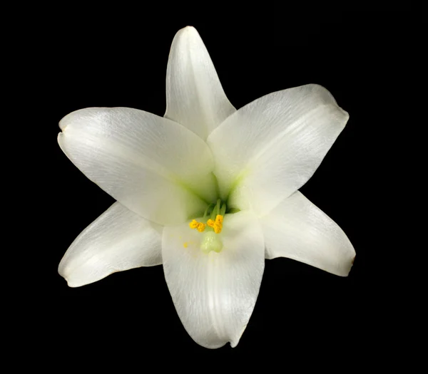 Front weergave-geïsoleerde Pasen Lily (lilium longiflorum) — Stockfoto
