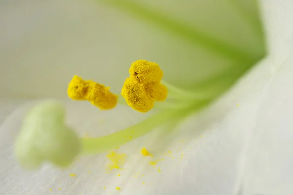 Macro van Stamen en Pollen (lilium longiflorum) — Stockfoto