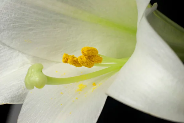 Close-up van Stamen en stuifmeel In an Easter Lily (lilium longiflor — Stockfoto