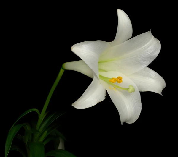 Zijaanzicht van Pasen Lily (lilium longiflorum) — Stockfoto