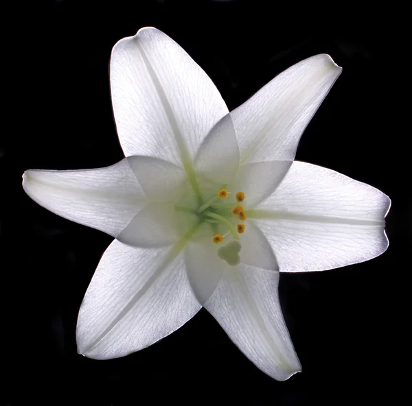 Backlit Pasen Lily (lilium longiflorum) — Stockfoto