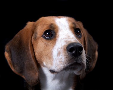 Coon Hound Close Up of Face clipart